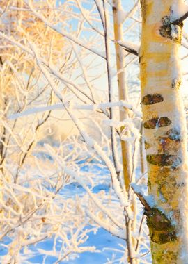 Winter Forest View