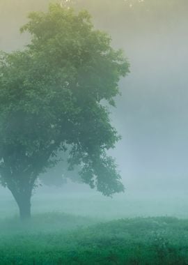 Mystical Tree Silhouette I