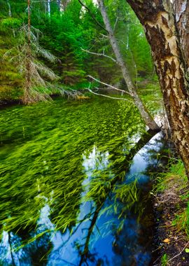 Forest Spring At The Begin