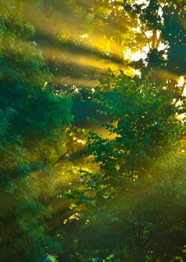 Sunbeams In Strong Fog In