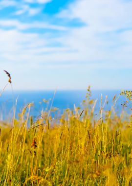 Grass At The Coast In Pald