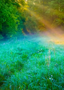 Morning Sunbeams In Fog In