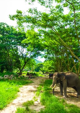 Asian Elephant In Forest