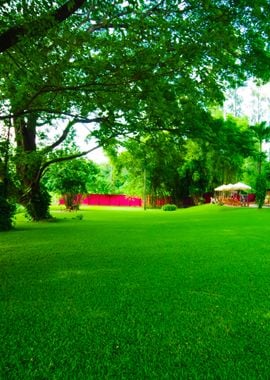 A Green Lawn In The Park S