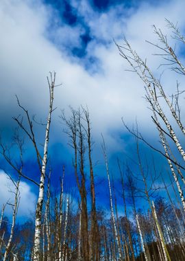 Forest In Winter