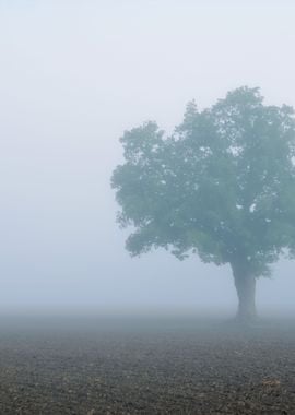 Lonely Tree In The Field I