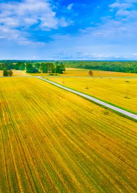 Cereal Field In Latvia