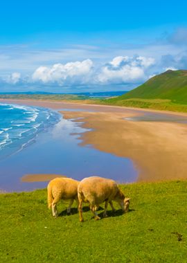 Sheep Grazing Rhossili Bea