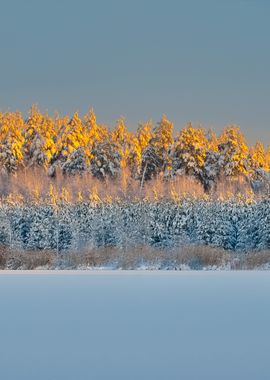 Winter Wonderland In Snow