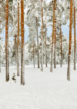 Winter Wonderland In Snow