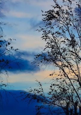 Tree Against Sky