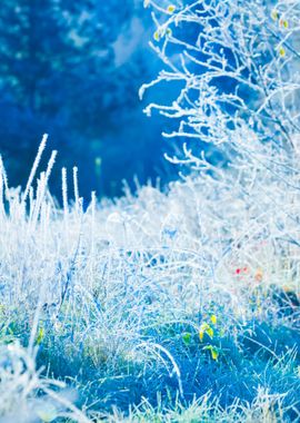 Frozen Winter Landscape Tr