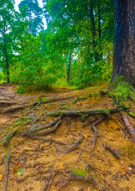 Roots Of Trees In Autumnal