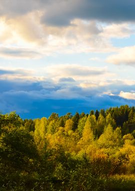 Forest Scene In Fall