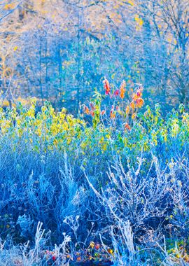 Frozen Winter Landscape Tr