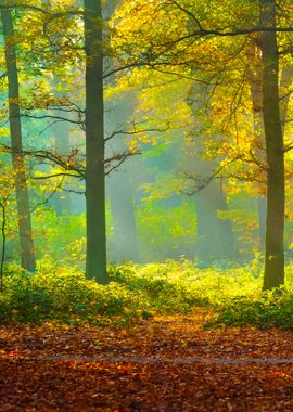 Autumn Forest Nachtegalenp