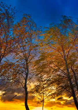 Birch Trees In Autumn On A