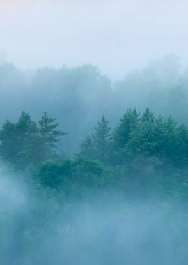 Forest In Sugulda Covered