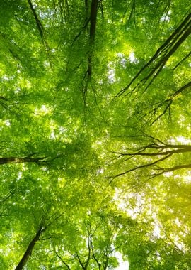 A Beech Tree Forest In Ger