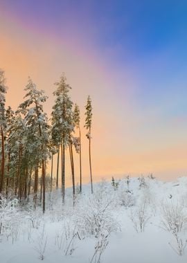 Winter Wonderland In Snow