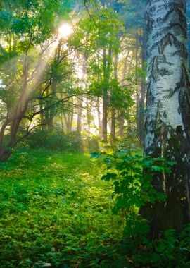 Sun Rays In A Fog In The F