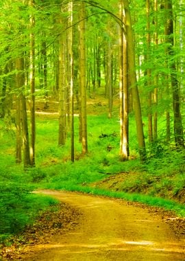 A Beech Tree Forest In Ger