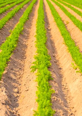 Agricultural Landscape In