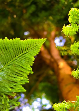 Exotic Pine Tree