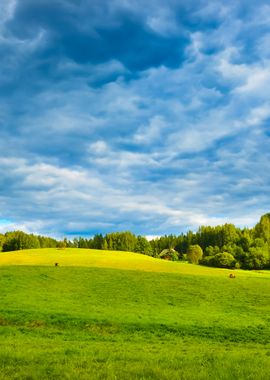 Field In The Overcast Day