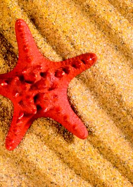 Sea Star On The Sandy Beac