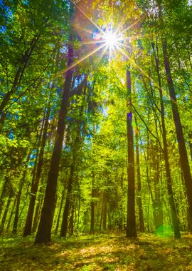 Green Springtime Forest