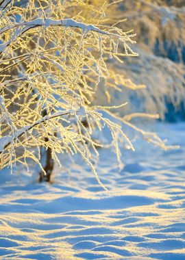 Winter Wonderland In Snow