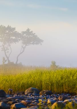 Trees In The Fog