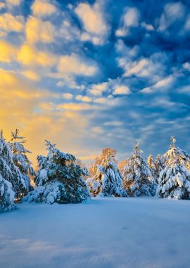 Snow Covered Winter Forest