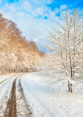 Road And A Snow Covered Tr