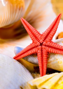 Sea Star And Shells On The