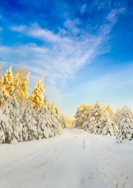 Road And A Snow Covered Tr