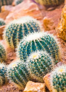 Cactus In Garden