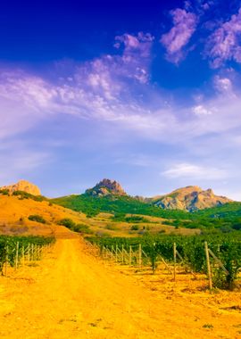 Dirt Road In Vineyard Vall