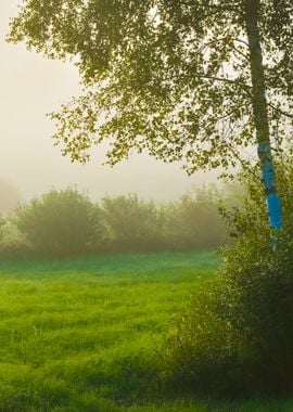 Strong Morning Fog Above T