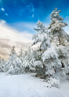 Winter Wonderland In Snow