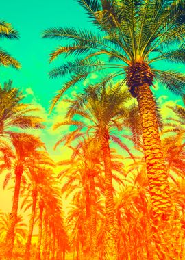 Vintage Date Palm Trees Pl