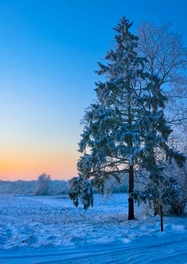 Winter Countryside View