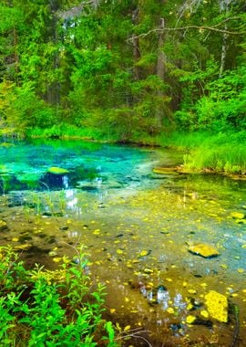 Forest Spring At The Begin