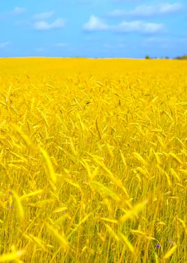 Agriculture View Wheat Fie