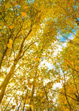 Autumn Landscape Birch Tre