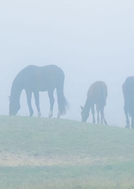 Horse Family In Fog