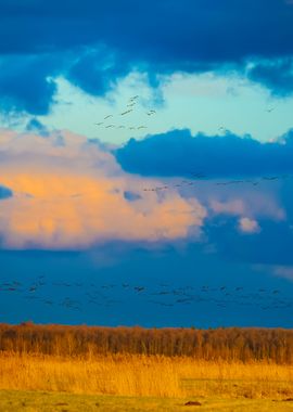 Wild Ducks Over The Field