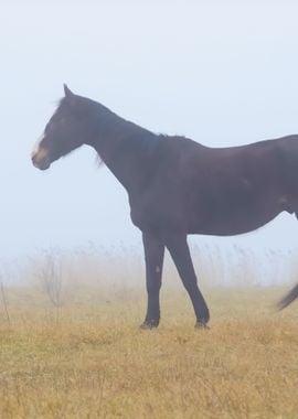 Horse In Fog