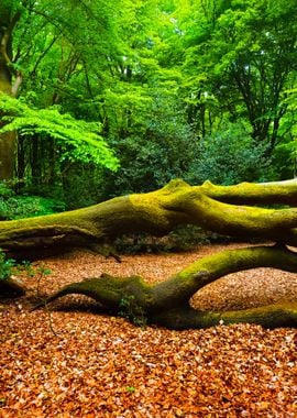 Spring Forest In The Nethe